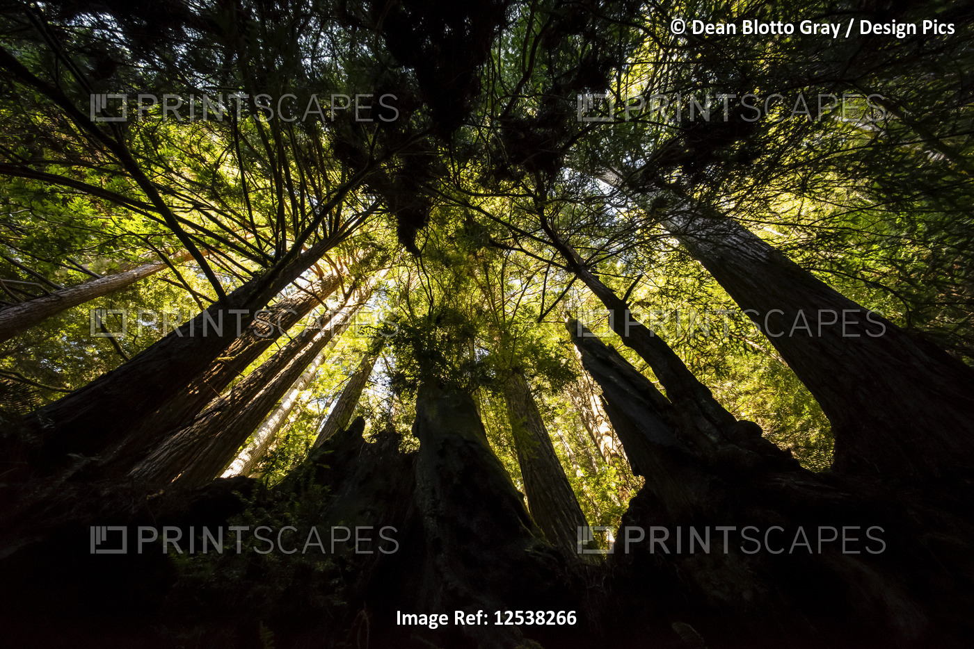 Silhouetted tree trunks topped with green foliage; California, United States of ...