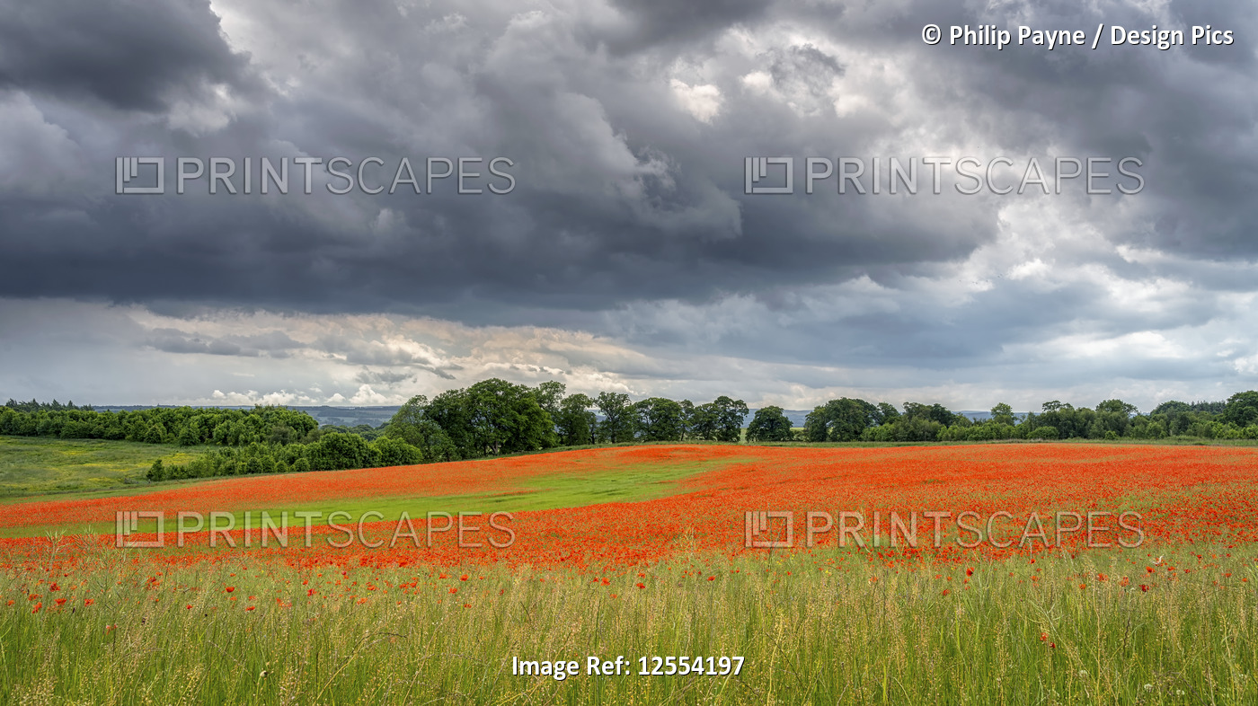 Aydon Castle poppy field in full bloom; Corbridge, Northumberland, England