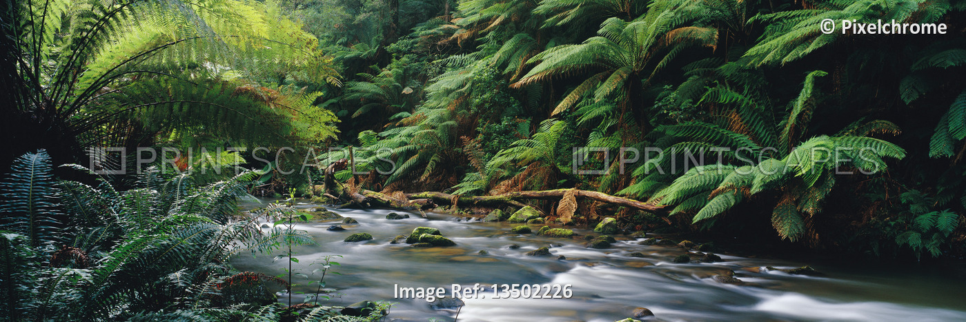 
Stream and Ferns
Otway National Park
Victoria, Australia

