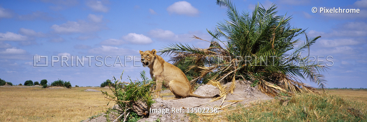 
Lion on Mound



