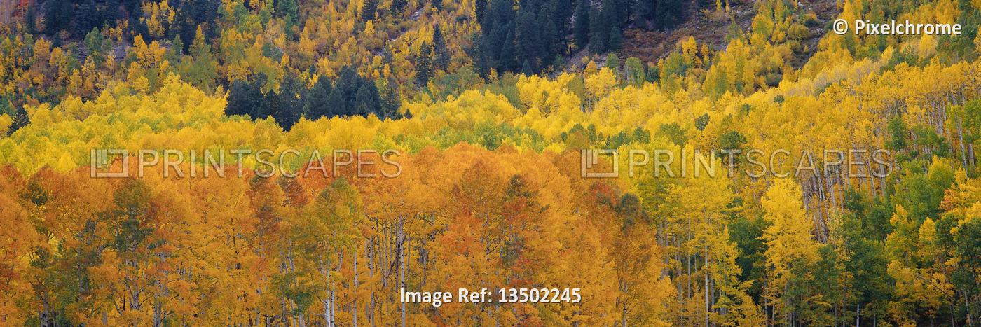 
Aspen Trees in Autumn



