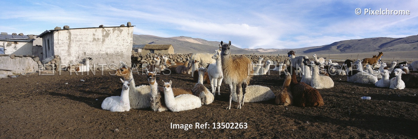 
Alpaca Farm
Arequipa, Peru


