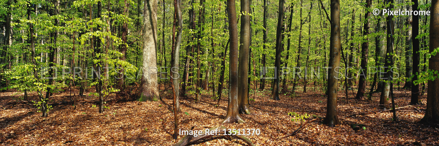 
Beech Tree Forest



