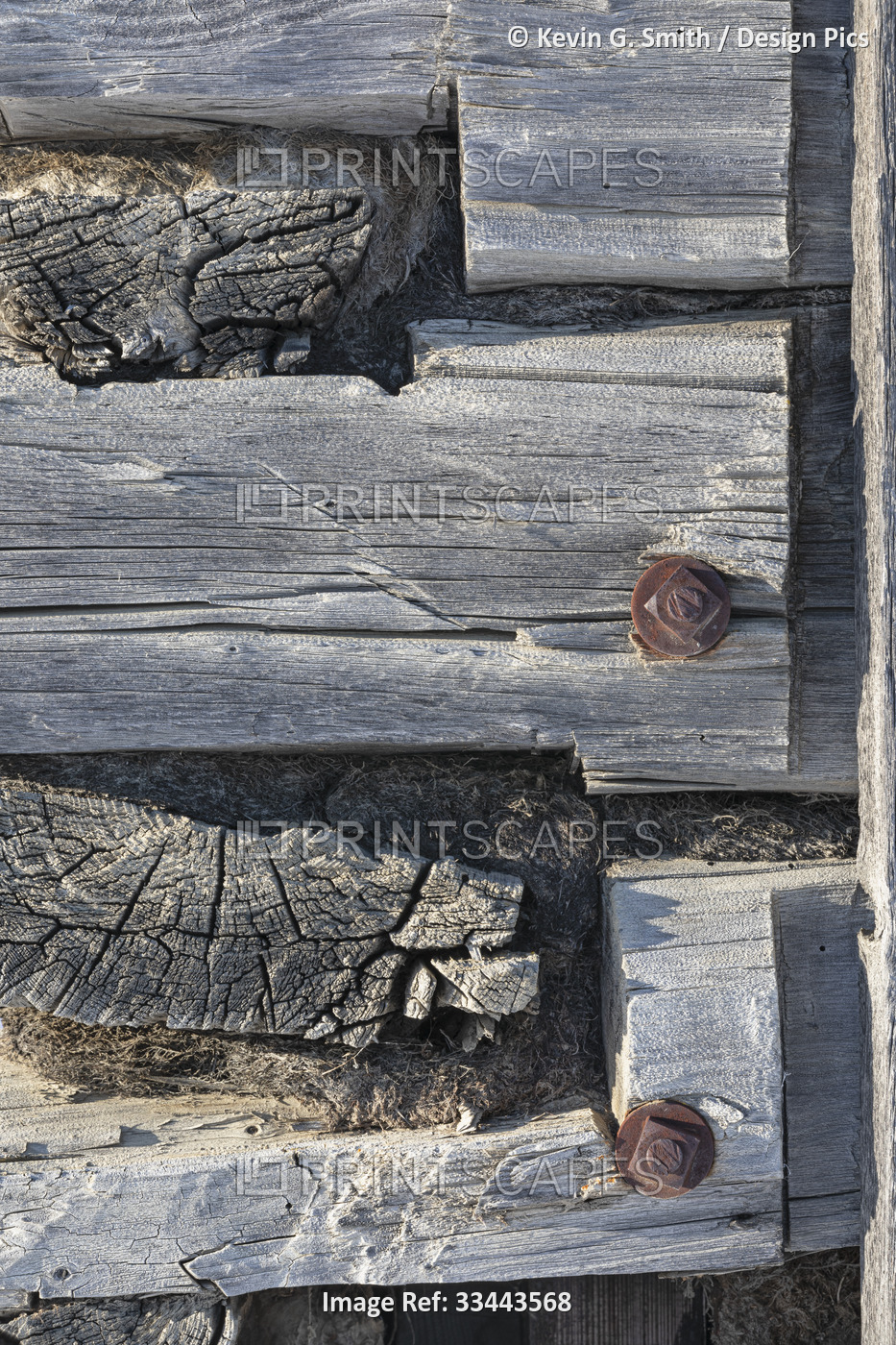 Detail of the dovetailed corner construction from a weathered log cabin in ...