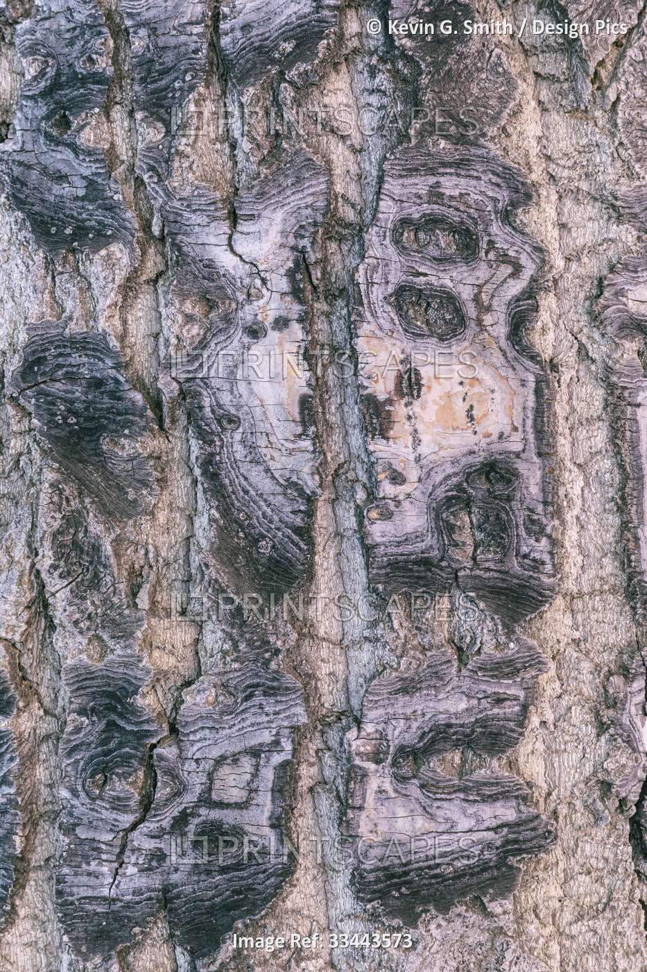Detail of cottonwood tree bark (Populus) pattern in winter; Nulato, Interior ...