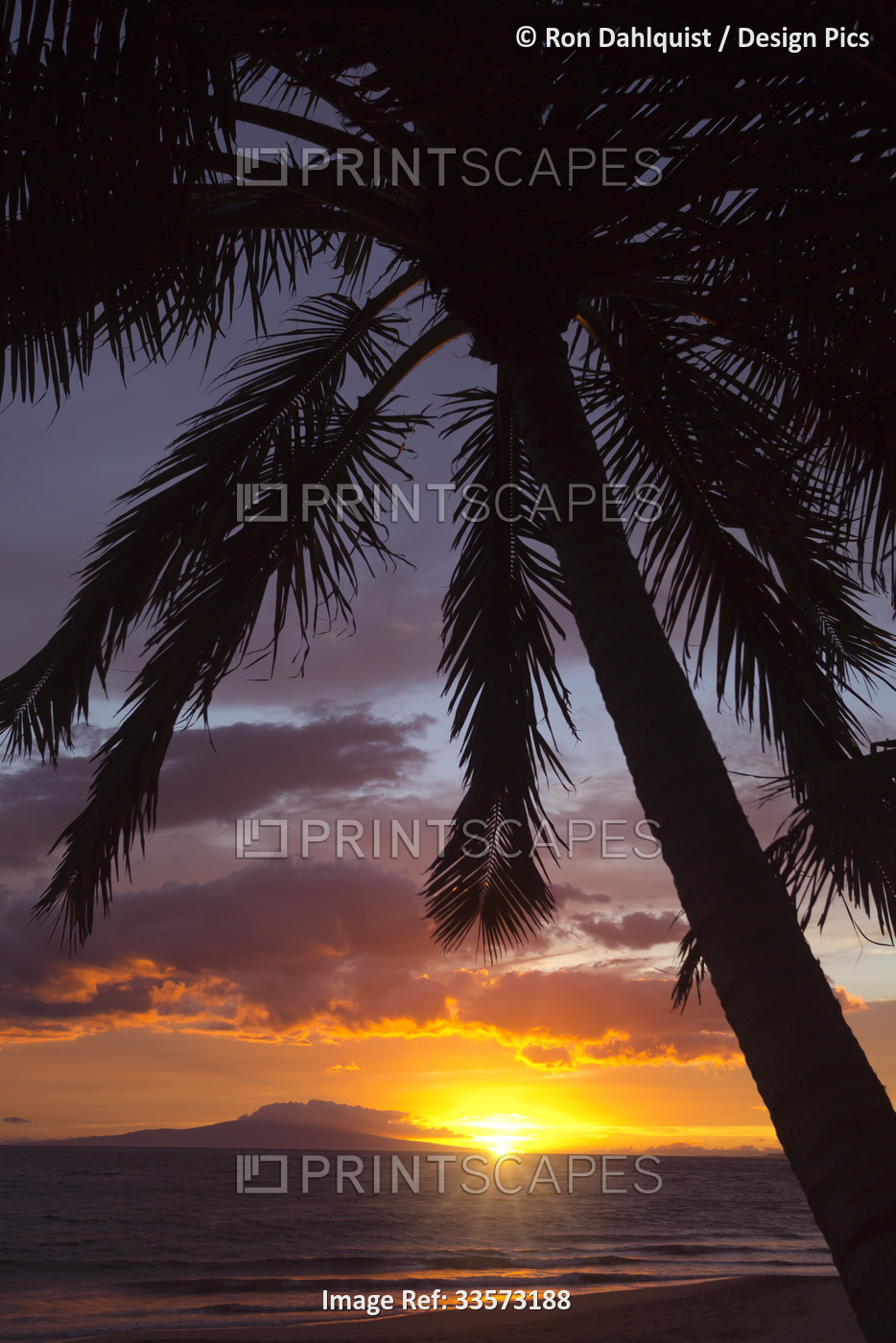 Silhouette of palm trees at sunset on Keawakapu Beach; Kihei, Wailea, Maui, ...