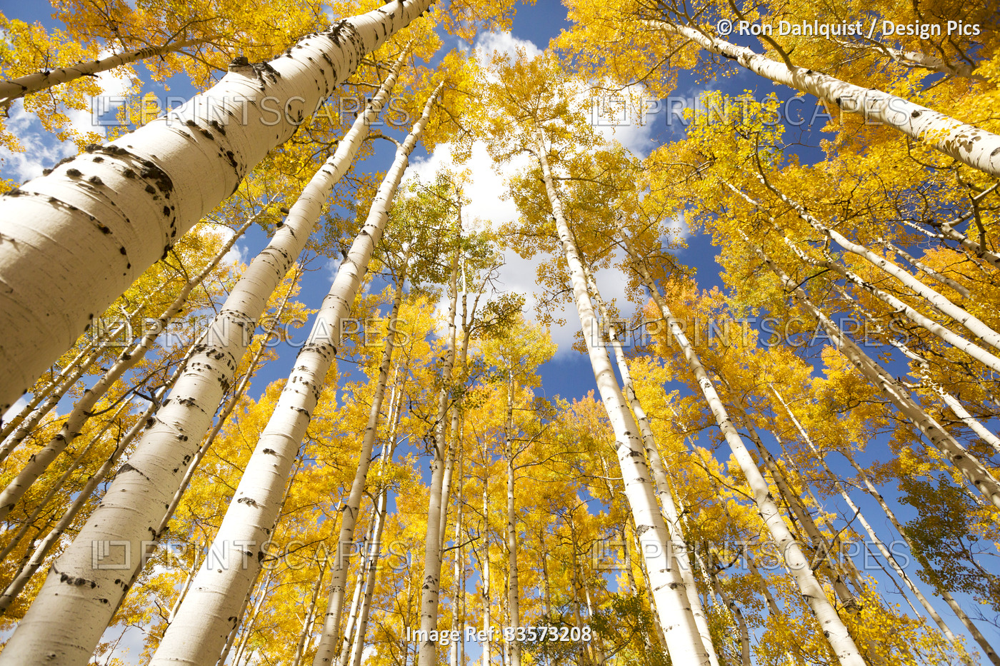 Looking up to the sky through yellow Aspen trees at the peak of fall colours; ...
