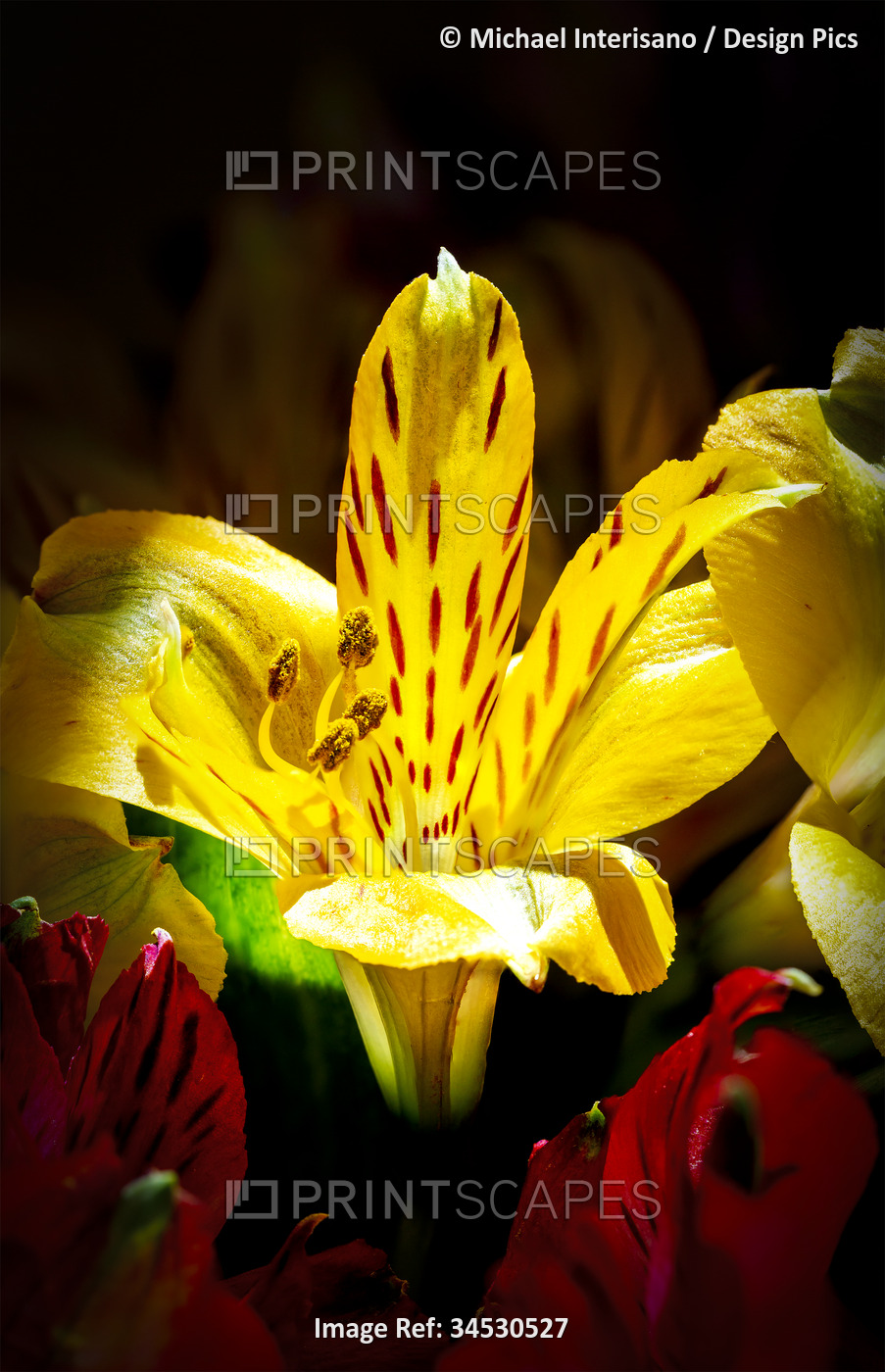 Close up of a yellow lilly with dramatic lighting; Calgary, Alberta, Canada
